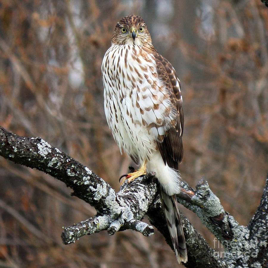 Coopers Hawk  0745 #2 Photograph by Jack Schultz