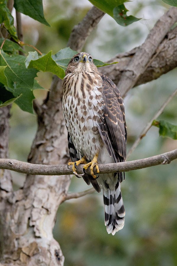 Coopers Hawk #1 Photograph by Anthony Mercieca