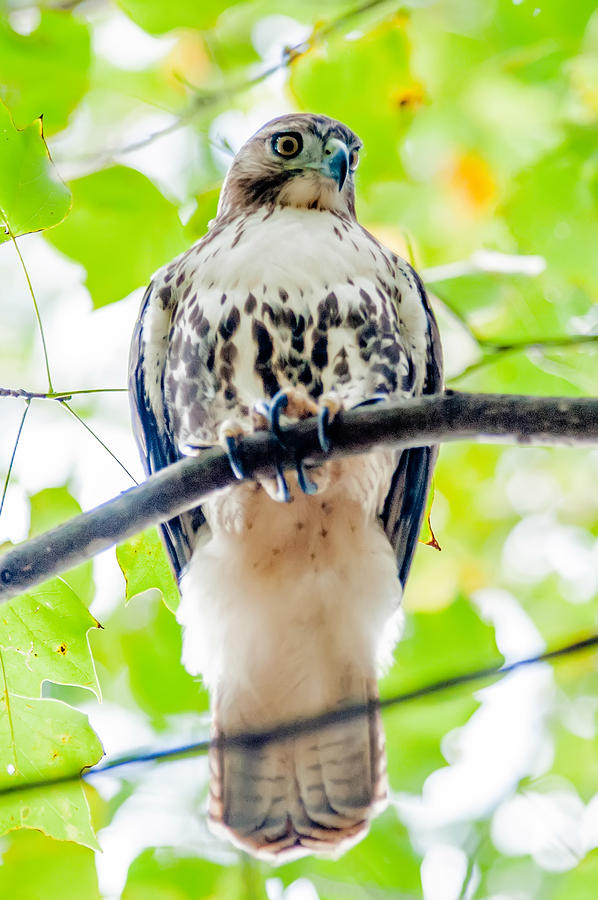 Coopers Hawk Perched On Tree Watching For Small Prey #1 Photograph by Alex Grichenko