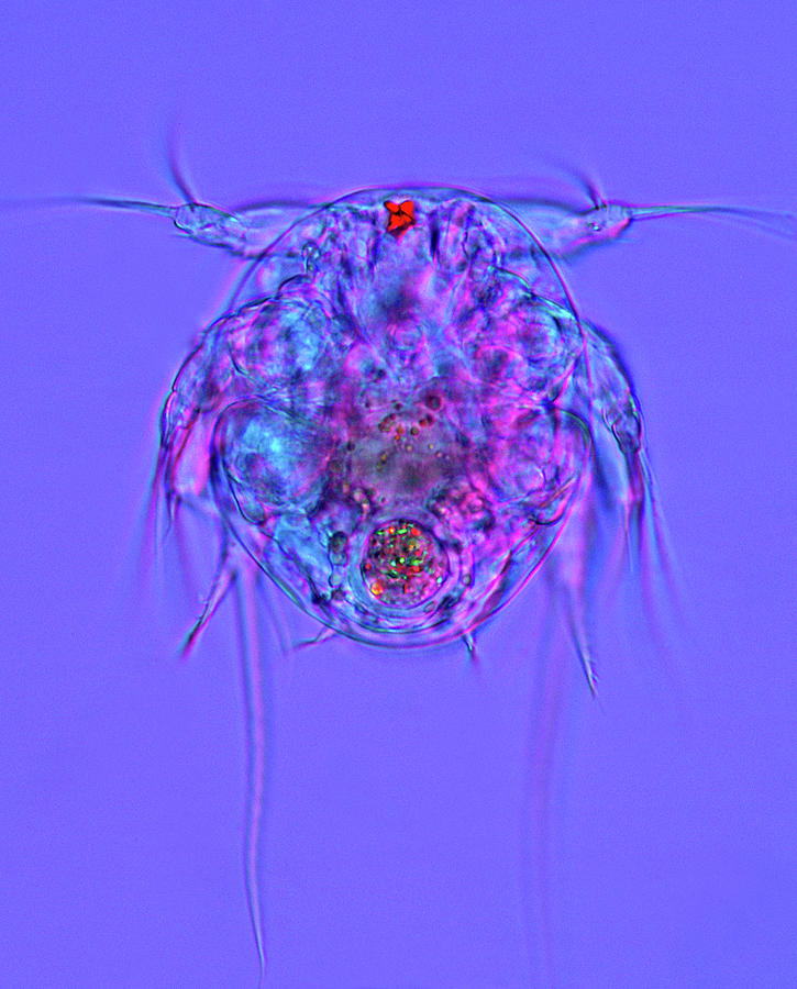 Animal Photograph - Copepod Larva by Marek Mis Animal Photograph - Copepod Larva by Marek Mis