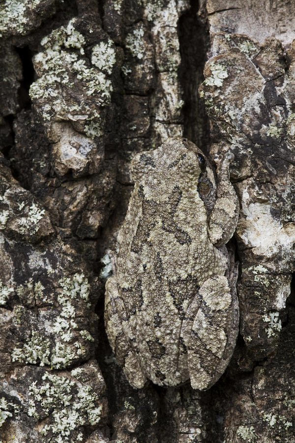 Copes Gray Treefrog #1 Photograph by Kenneth M. Highfill