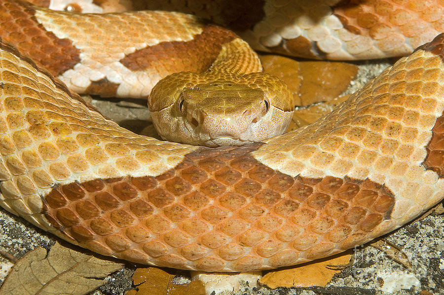 Copperhead Snake Photograph by Millard H. Sharp - Fine Art America