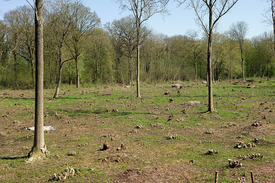 the coppice woodland