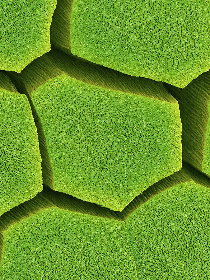 Coqui Frog Toe Pad #1 Photograph by Dennis Kunkel Microscopy/science Photo Library