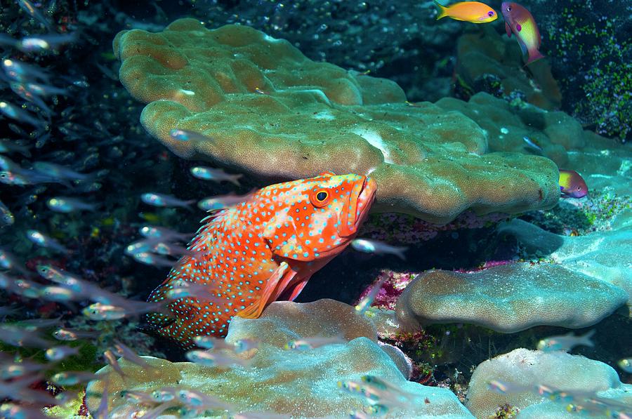 Coral Hind Lying In Ambush #1 Photograph by Georgette Douwma/science Photo Library