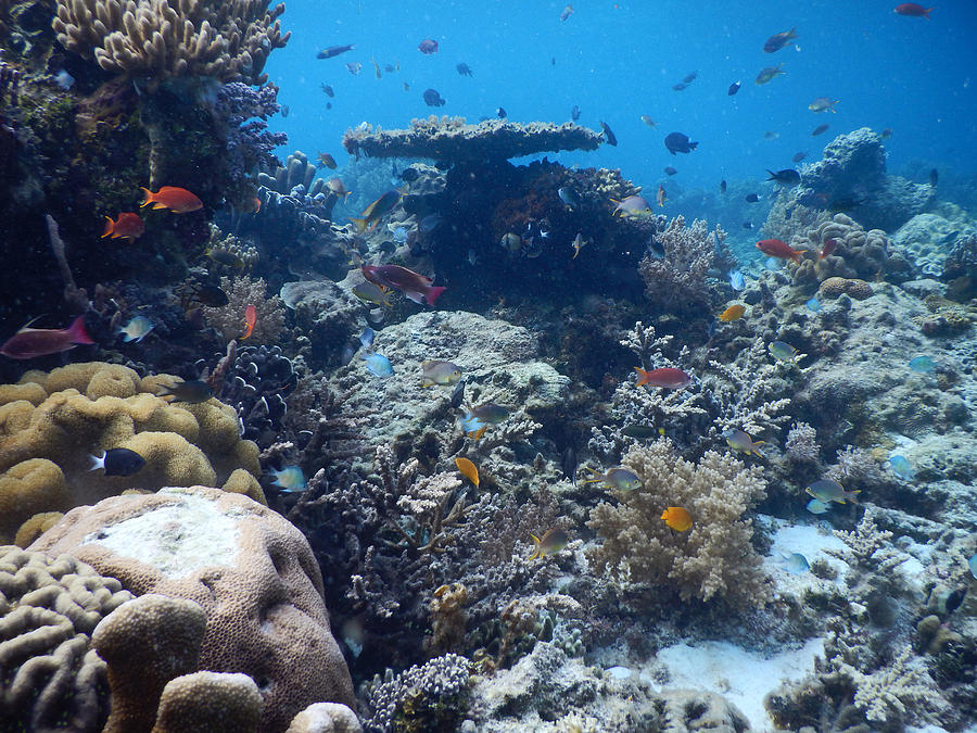 Coral Reef Biodiversity #1 Photograph by Carleton Ray