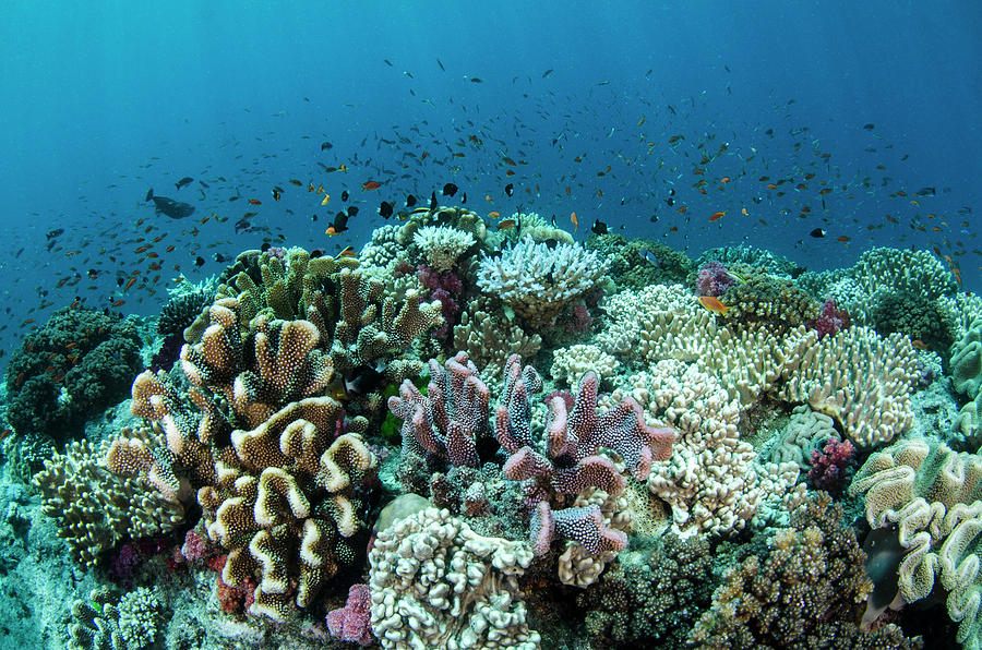 Coral Reef Diversity, Fiji Photograph by Pete Oxford