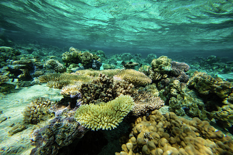 Coral Reef In The Pacific Ocean, Bora #1 Photograph by Panoramic Images