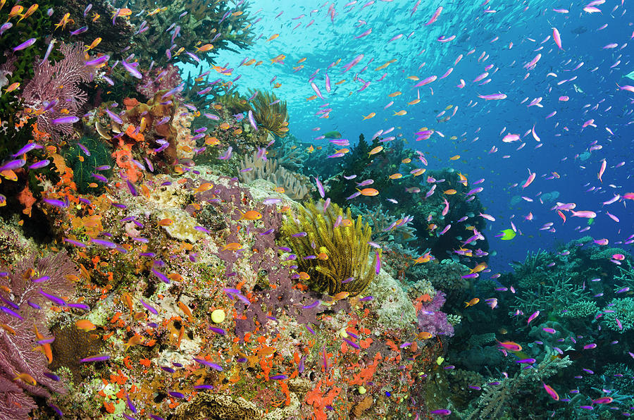 Coral Reef With Shoals Of Tropical Fish by Pete Atkinson