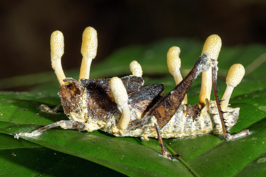 Grasshopper Photograph - Cordyceps Fungus #1 by Dr Morley Read