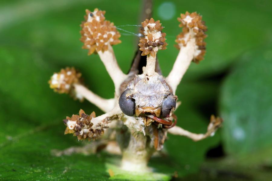 Cordyceps Fungus On A Moth #1 Photograph by Dr Morley Read/science Photo Library