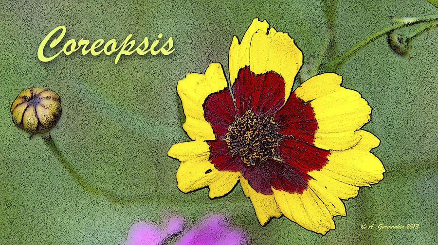 Coreopsis Flower and Buds #3 Digital Art by A Macarthur Gurmankin