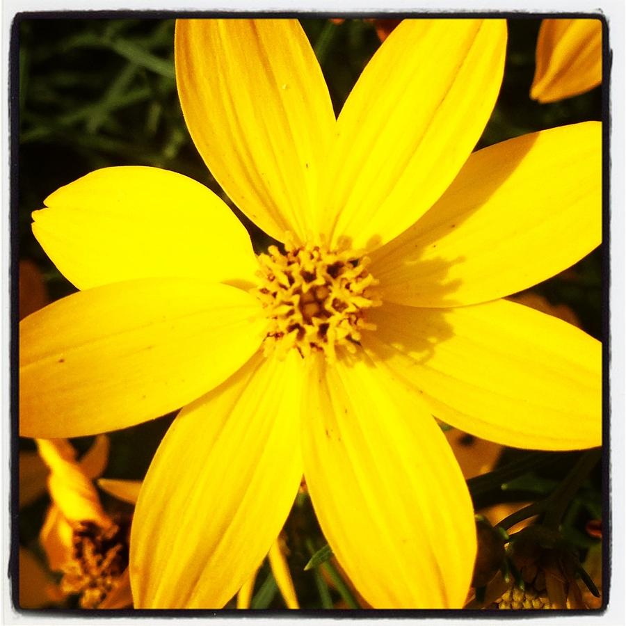 Coreopsis #1 Photograph by Jean Macaluso