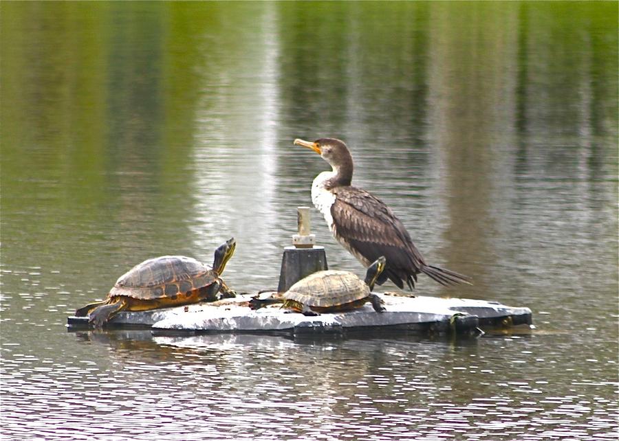 Cormorant and Turtle Duo #1 Photograph by Jeanne Juhos