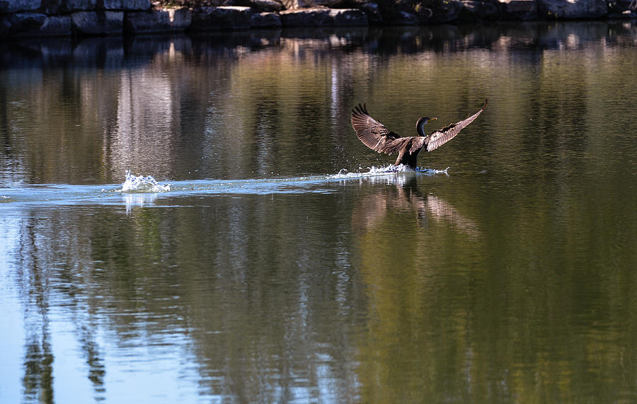 Cormorant landing #1 Photograph by John Johnson