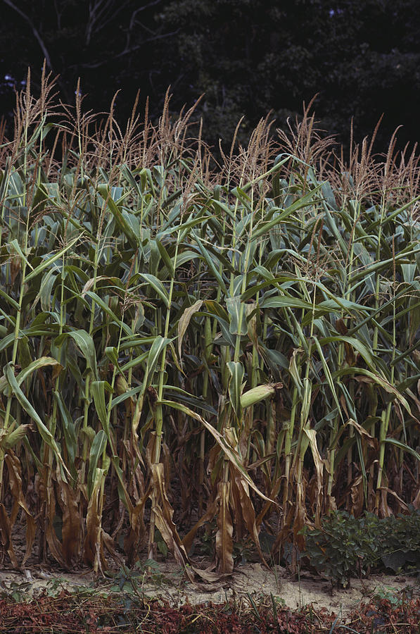 Corn Crop Stressed By Drought #1 Photograph by Robert Noonan