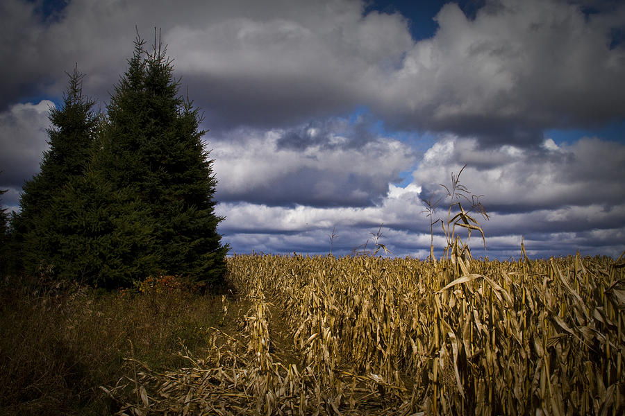 Corn Field #1 Photograph by Daniel Martin