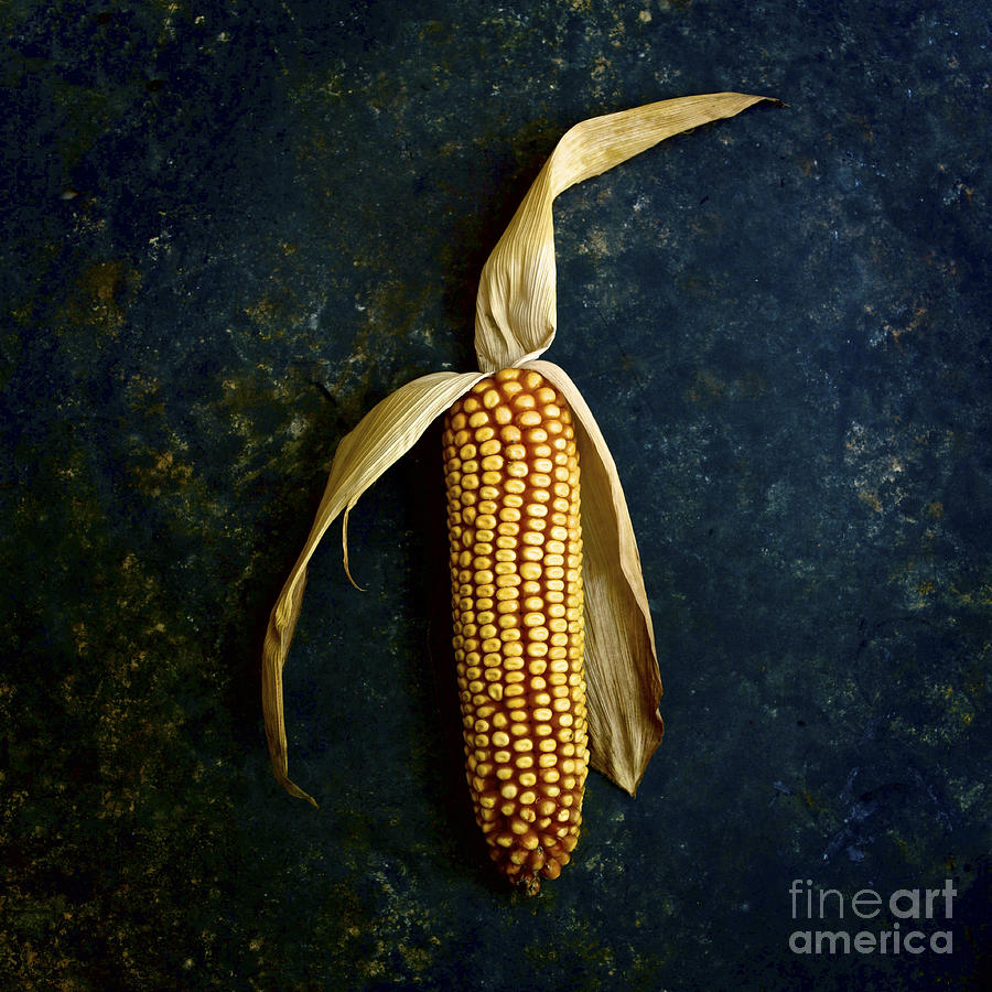 Vegetable Photograph - Corn on the cob #1 by Bernard Jaubert