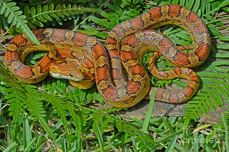 Corn Snake Or Red Rat Snake #1 Photograph by John Serrao