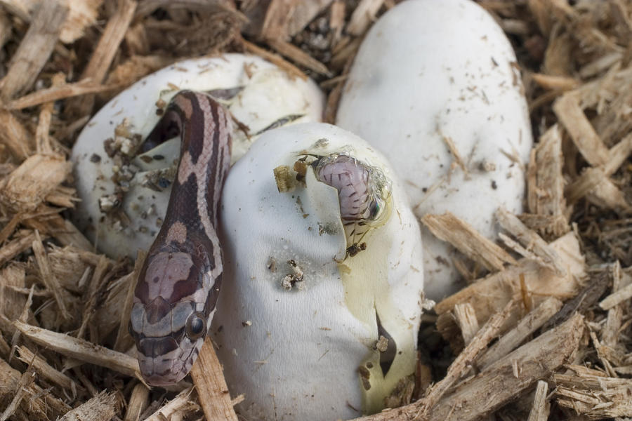 snake eggs hatching