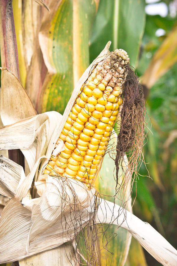 Summer Photograph - Corn #1 by Tom Gowanlock
