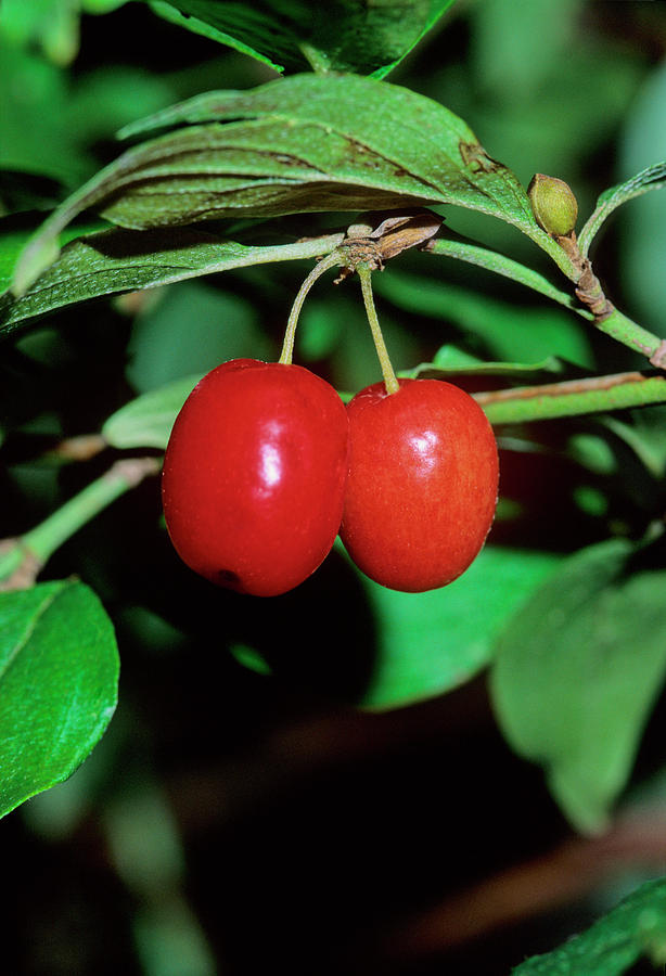 Nature Photograph - Cornelian Cherry (cornus Mas) #1 by Bruno Petriglia/science Photo Library