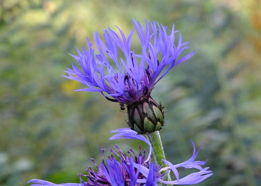Cornflower #1 Photograph by Peggy King