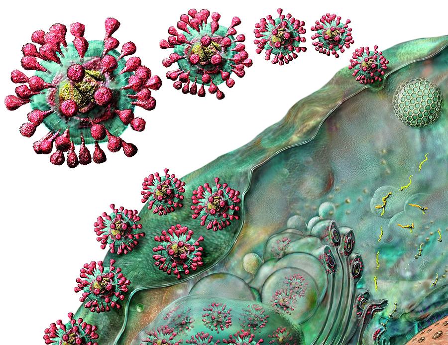 Coronavirus Life Cycle #1 Photograph by Russell Kightley/science Photo Library
