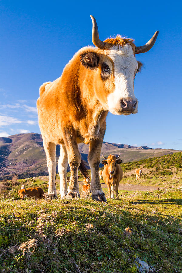 Corsican Cow At Col De San Colombano Photograph