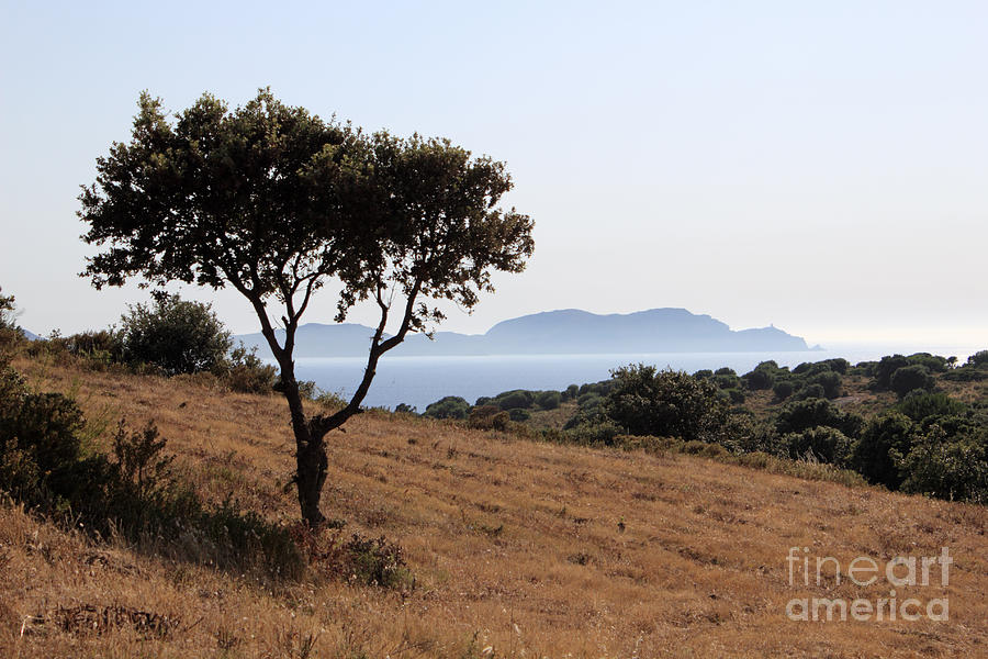 Corsican Landscape #1 Photograph by Julia Gavin