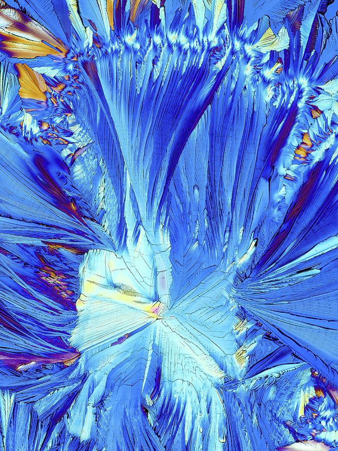 Adrenal Photograph - Cortisol Crystals #1 by Alfred Pasieka