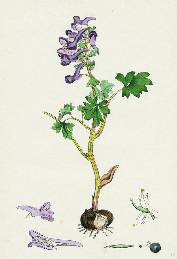 Corydalis Solida Solid Bulbous Fumitory Drawing by English School ...