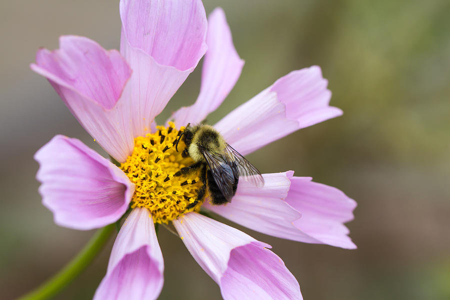 Cosmos and Bee #1 Photograph by Paula Ponath