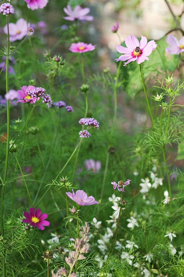 Cosmos And Verbena Flowers #1 Photograph by Gustoimages/science Photo Library