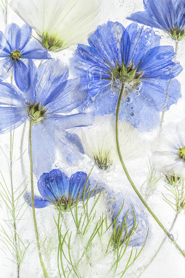 Flower Photograph - Cosmos Blue #1 by Mandy Disher