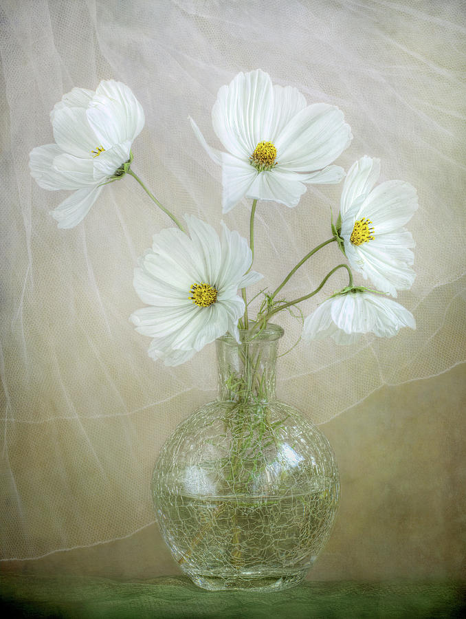 Still Life Photograph - Cosmos Breeze #1 by Mandy Disher