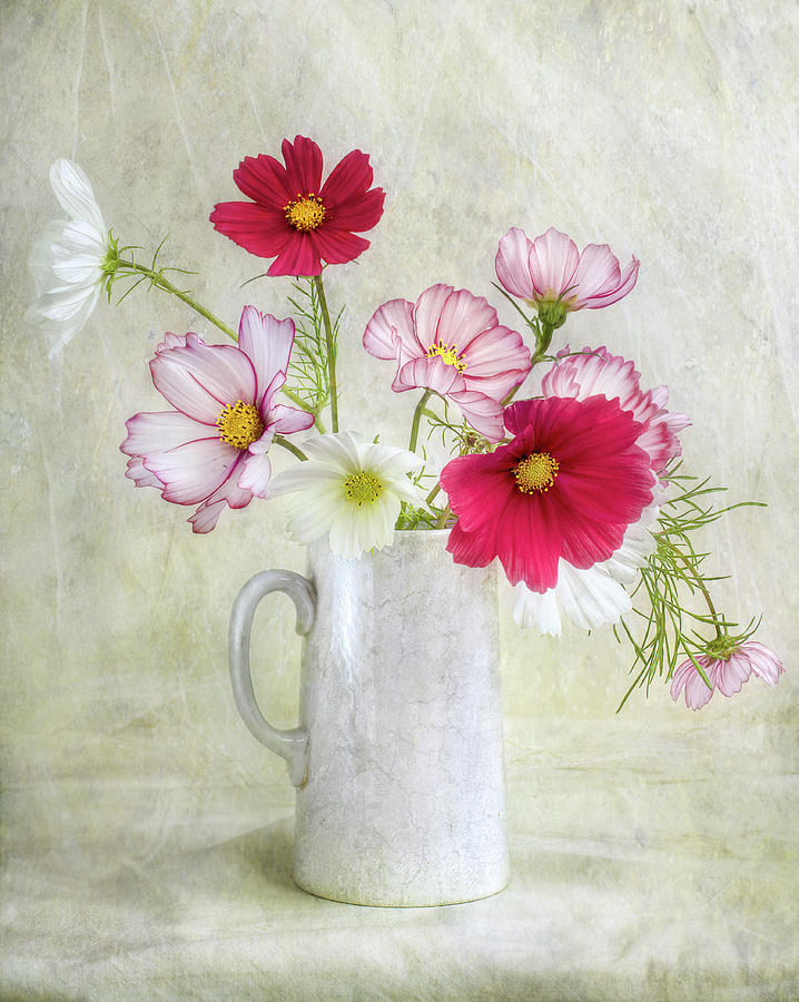 Cosmos Carnival #1 Photograph by Mandy Disher - Fine Art America