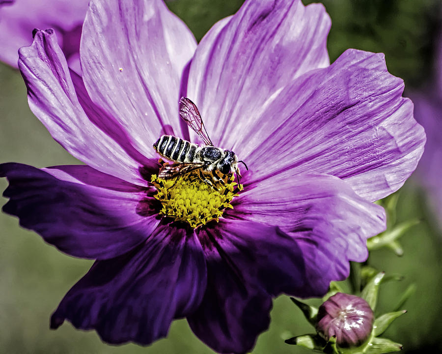 Cosmos Flower and Bee #1 Photograph by George Davidson