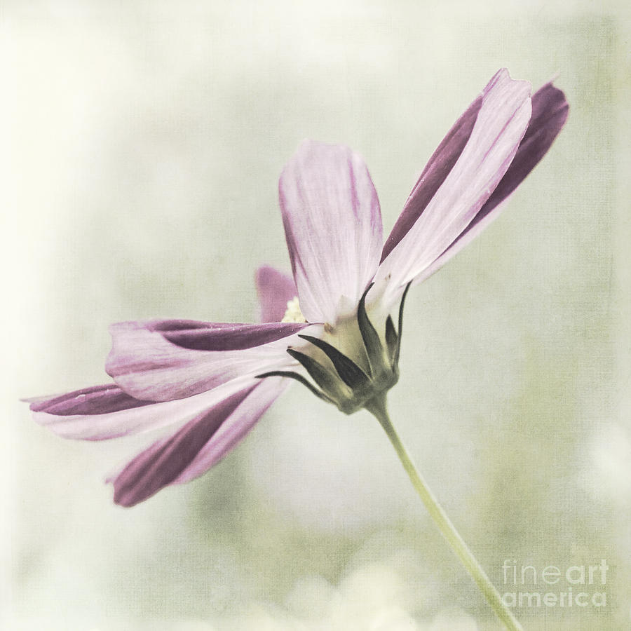 Nature Photograph - Cosmos #1 by Pam  Holdsworth
