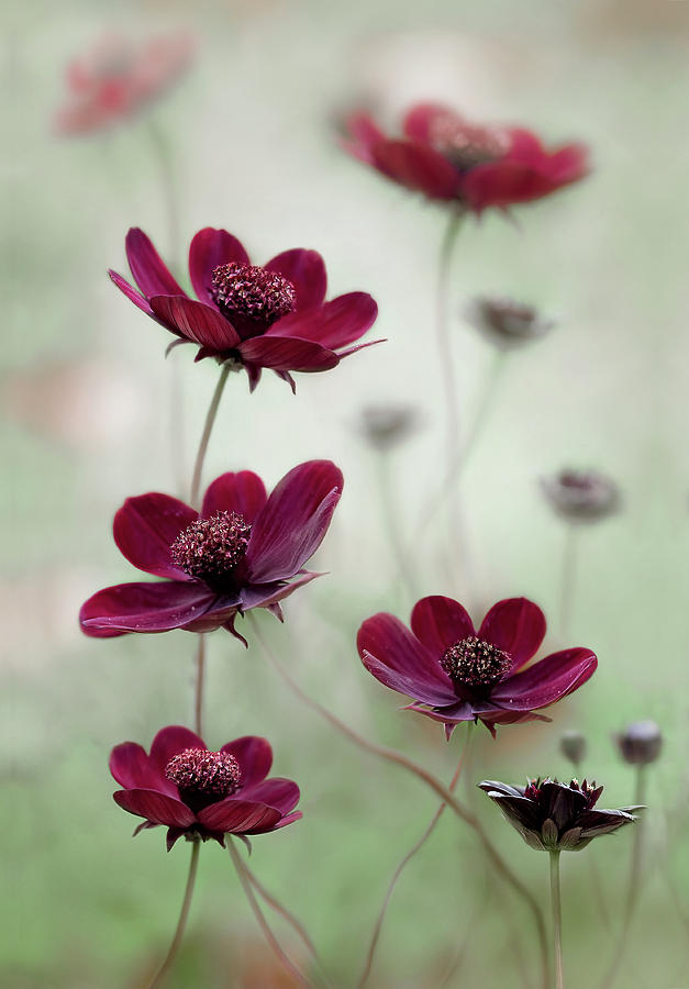 Summer Photograph - Cosmos Sway #1 by Mandy Disher