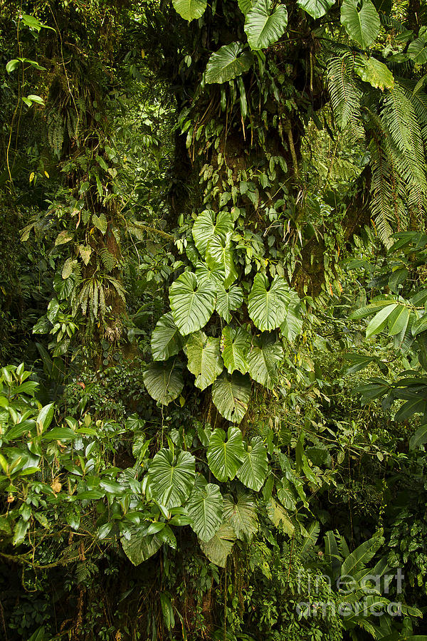 Costa Rica Rain Forest #1 Photograph by Carrie Cranwill