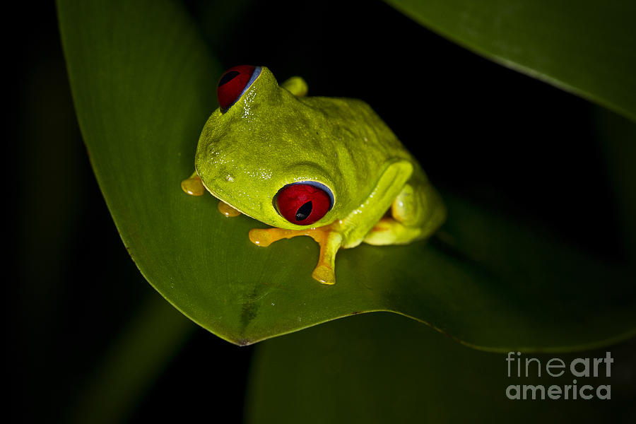 Costa Rica Tree Frog #1 Photograph by Carrie Cranwill
