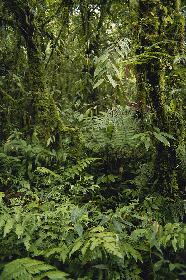 Costa Rican Rainforest #1 Photograph by Gary Retherford