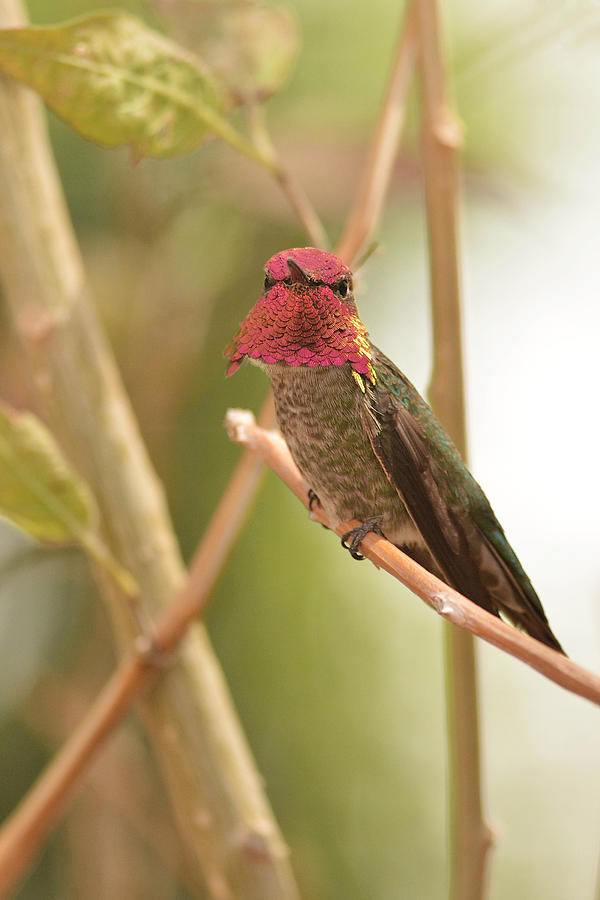 Costas Hummingbird Male #1 Photograph by Alan Lenk