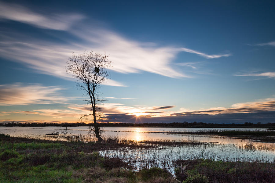 Cosumnes River Preserve #3 Photograph by Lee Harland