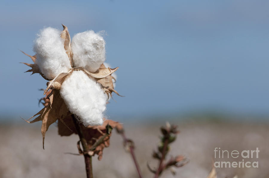 Cotton Bolls  #1 Photograph by Hagai Nativ