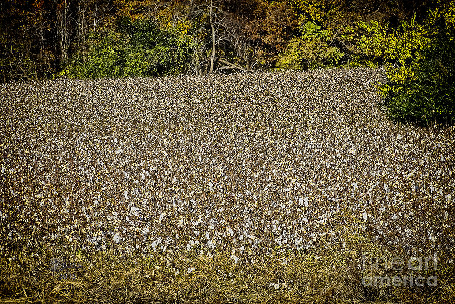 Cotton Field #1 Photograph by Melissa Messick