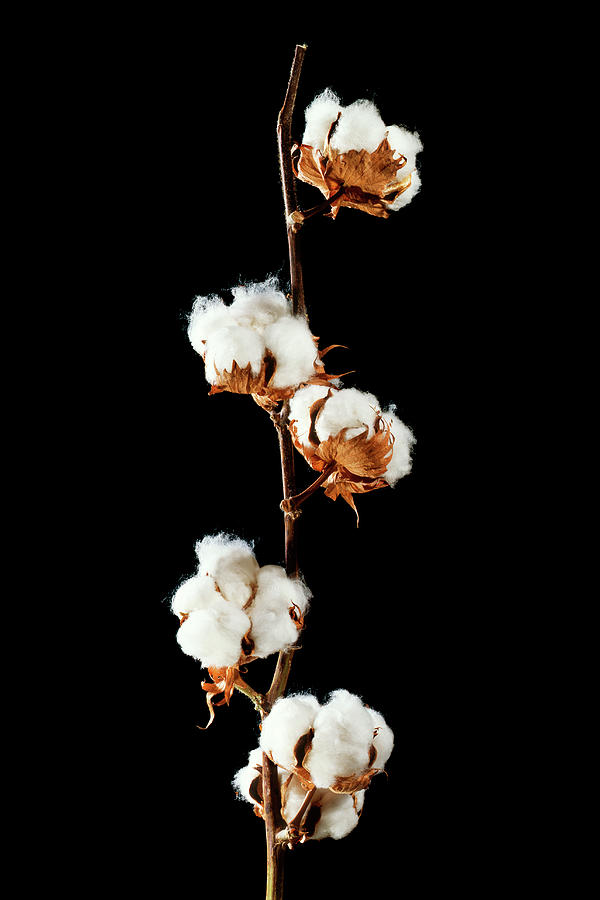 Cotton (gossypium Hirsutum) Bolls #1 Photograph by Gilles Mermet