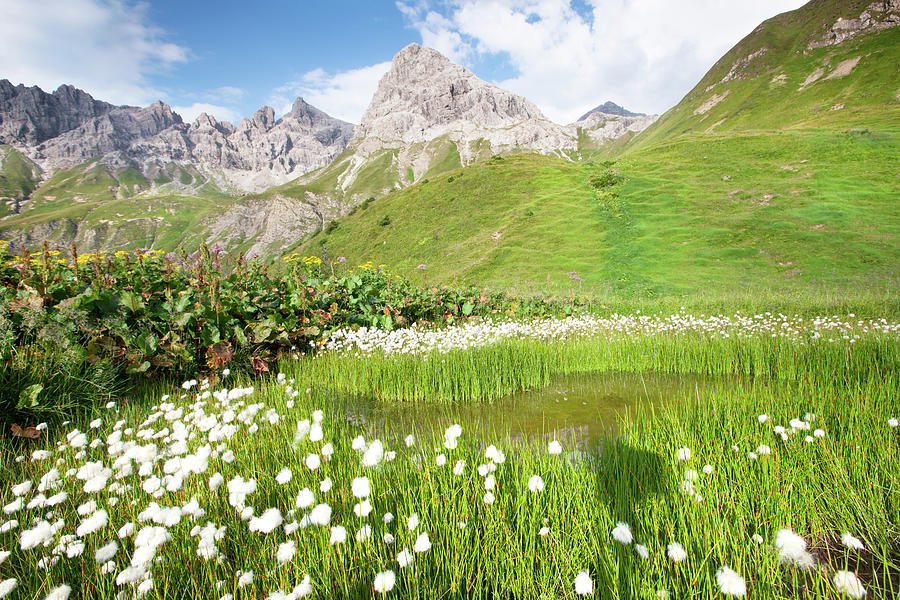 Cotton Grass In A Meadow, Allgäuer Alps #1 Photograph by Ingmar Wesemann