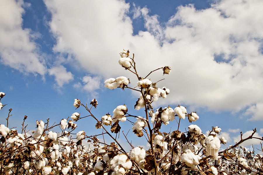 Cotton in the Sky Photograph by Scott Pellegrin